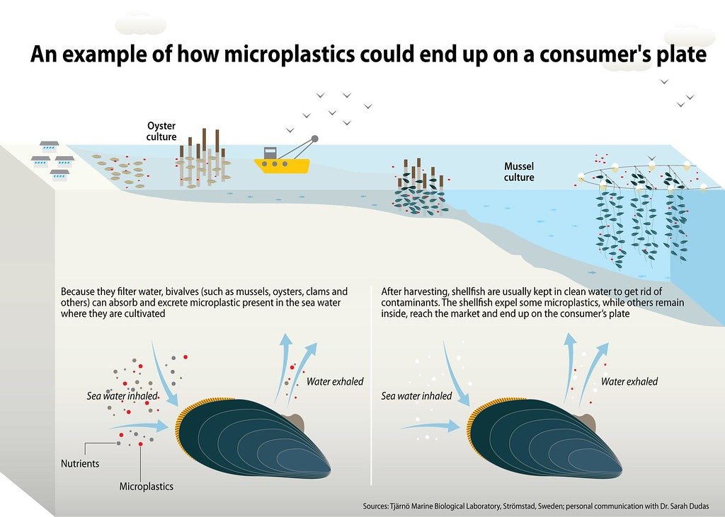 Micro Plastics Cycle